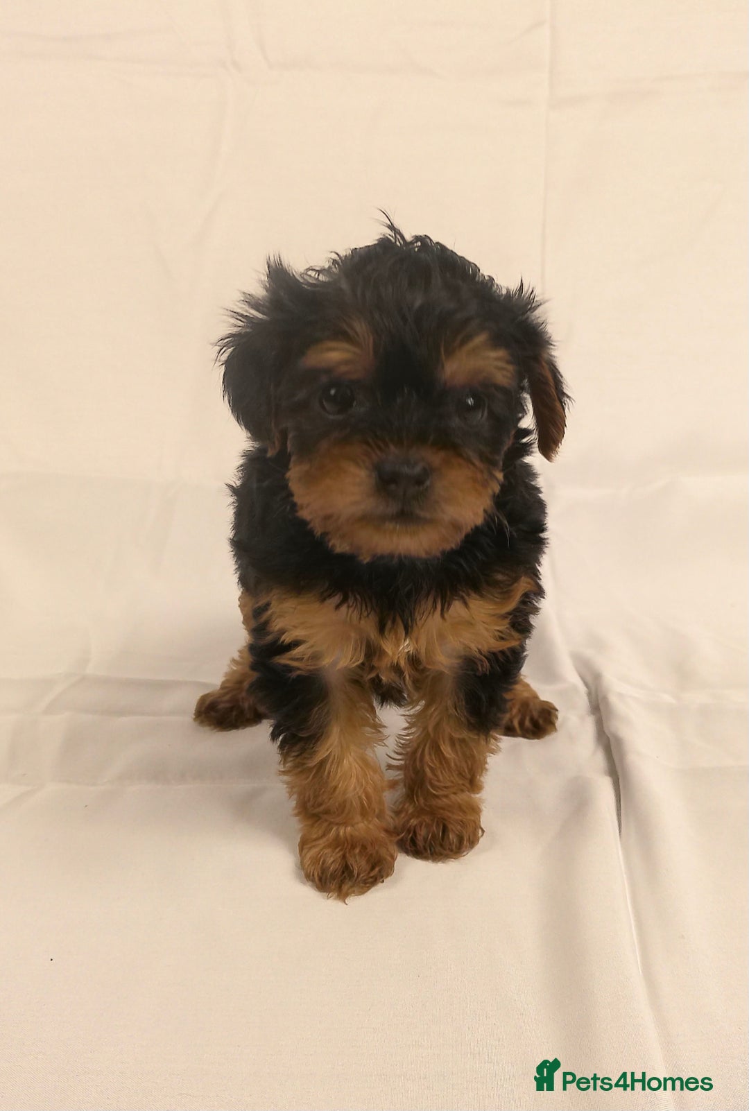 Yorkiepoo dogs for sale: Tiny Yorkipoos beautiful fluff balls puppies - Image 23