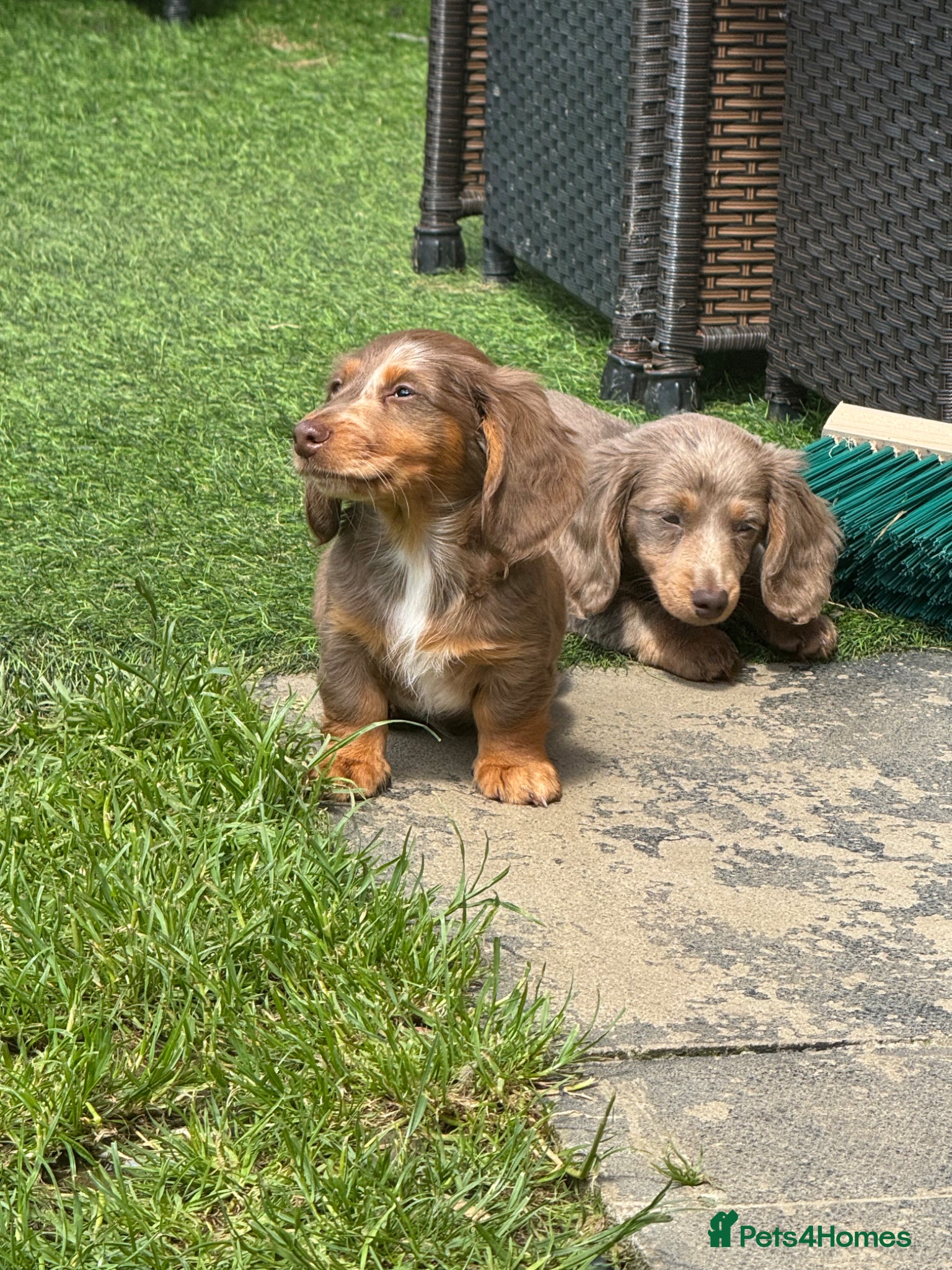 Miniature Dachshund dogs for sale: Miniature Long hair dachshund puppies  - Advert 10