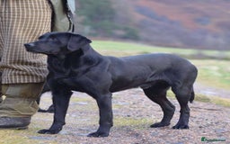 Labrador Retriever dogs for sale: Field Trial Bred Labrador - 1 Dog Pup available  - Image 4
