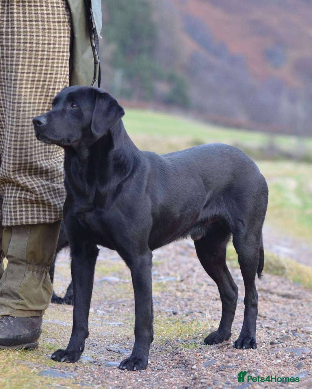 Labrador Retriever dogs for sale: Field Trial Bred Labrador - 1 Dog Pup available  - Image 4