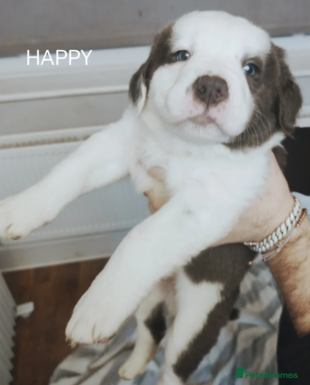 Mixed Breed dogs for sale:  REDUCED!! 2 OLD TYME BORDER COLLIE PUPPIES!  - Advert 30