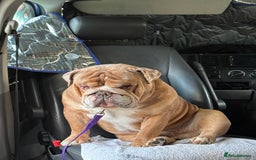 English Bulldog dogs for sale: Beautiful chunky English bulldog 3 yrs old  - Image 2