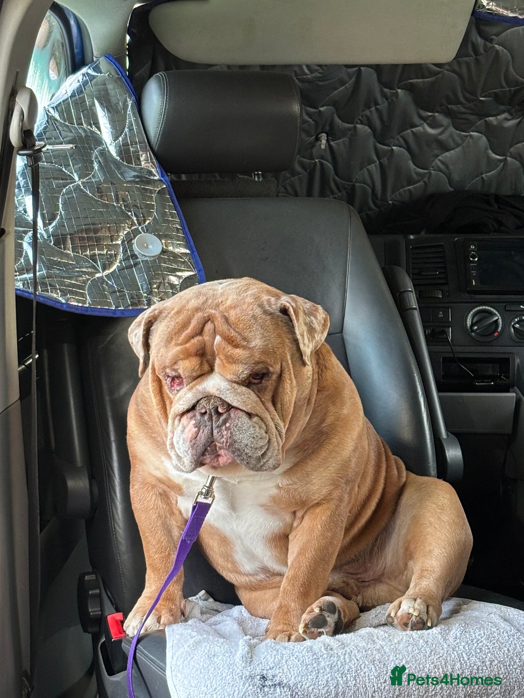English Bulldog dogs for sale: Beautiful chunky English bulldog 3 yrs old  - Image 2