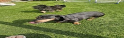 Dachshund dogs for sale: 2x Dachshunds Male 7&8 years - Advert 5