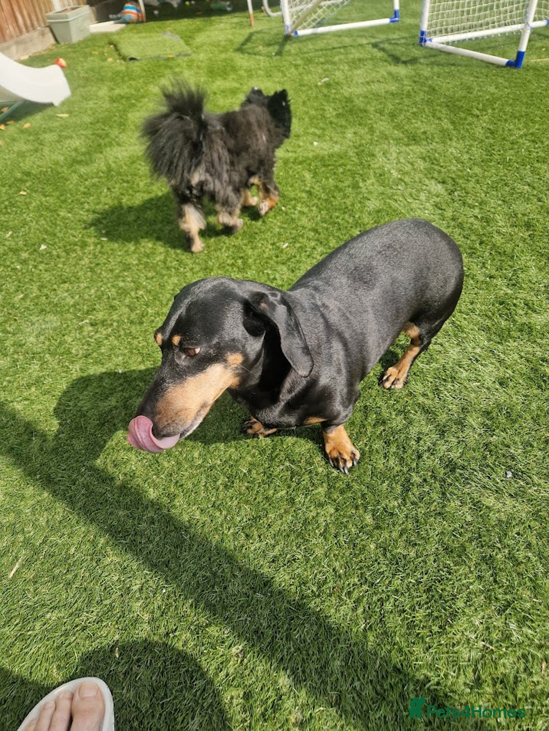 Dachshund dogs for sale: 2x Dachshunds Male 7&8 years - Advert 5