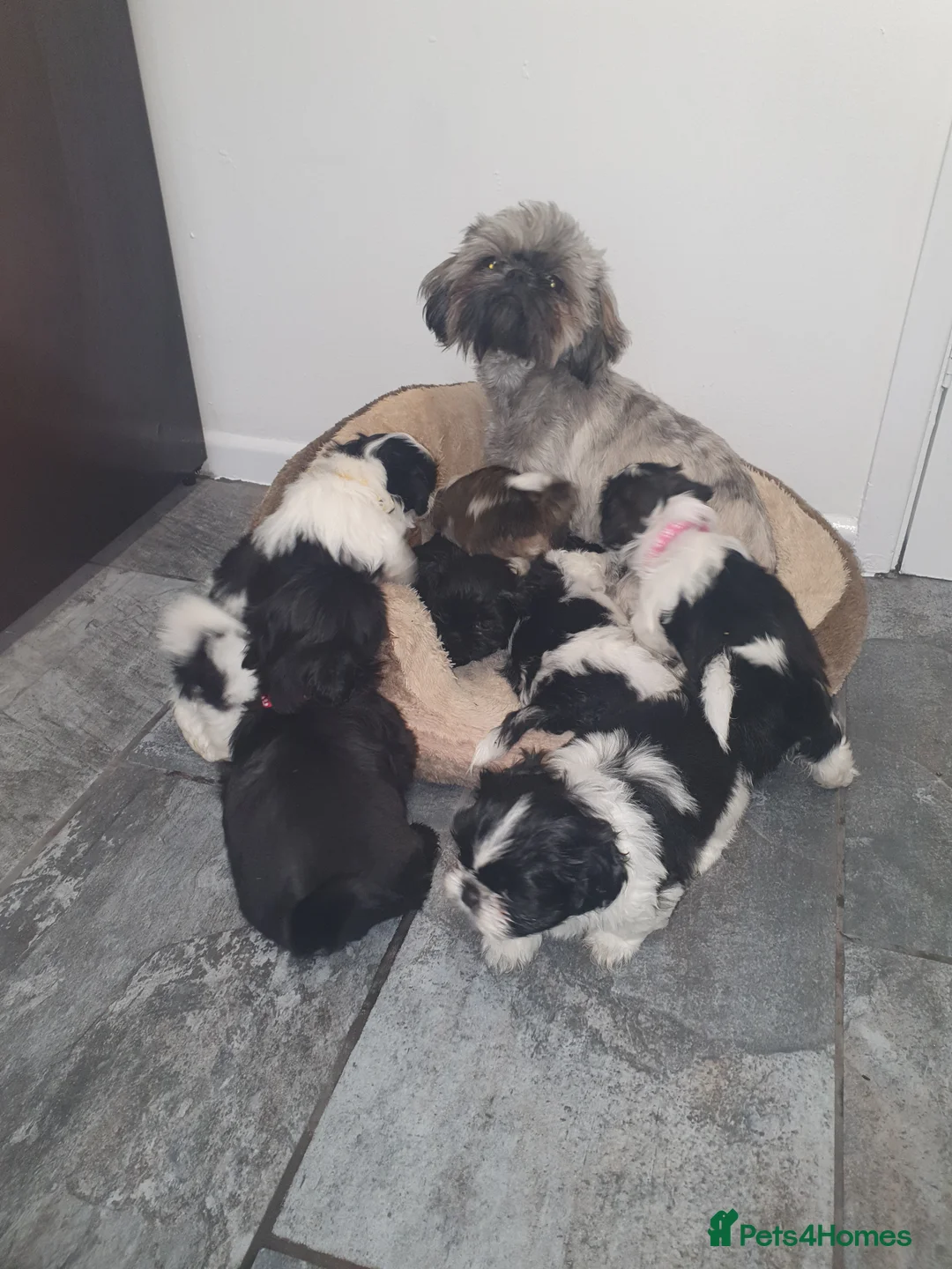 Shih Tzu dogs for sale: 7 shihtzu puppies for sale, merthyr tydfil  - Advert 2
