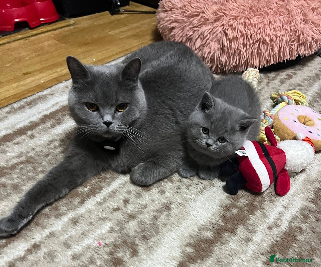 British Shorthair cats for sale: !!! Pure Blood Champions Pedigree BSH Kittens!!! - Advert 24
