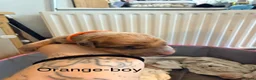 Mixed Breed dogs for sale: Belgian mali cross puppies  - Advert 3