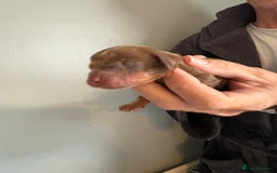Dachshund dogs for sale: True to type Dashound chocolate and tan - Image 6