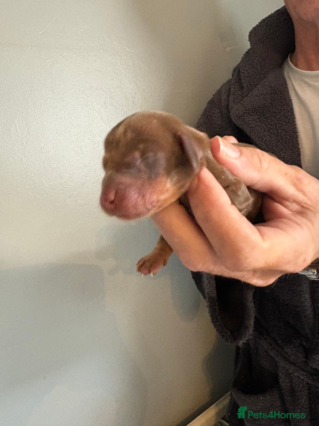 Dachshund dogs for sale: True to type Dashound chocolate and tan - Image 6
