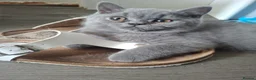 British Shorthair cats for sale: Quality Chunky BSH one boy one girl available  - Advert 1