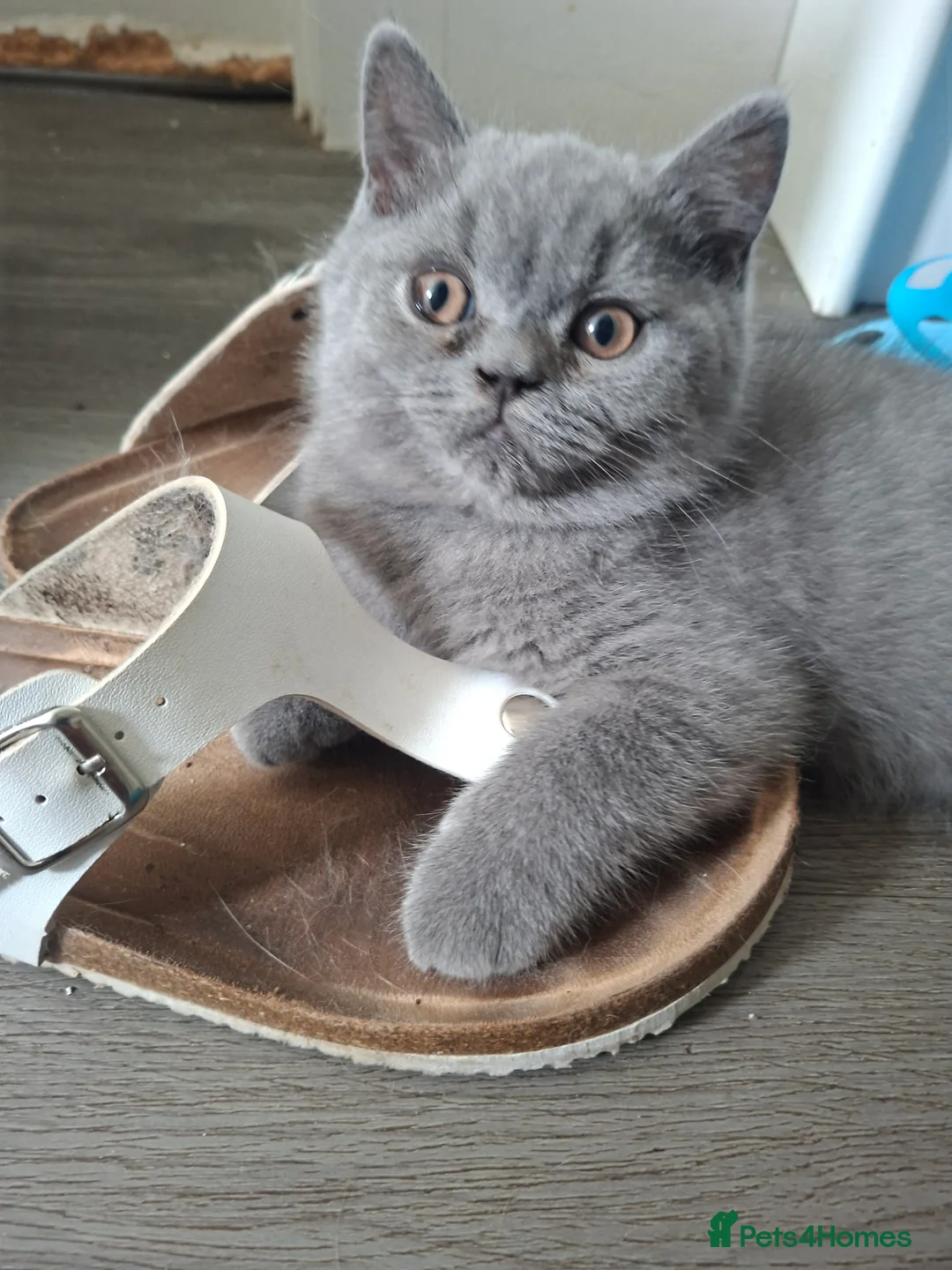 British Shorthair cats for sale: Quality Chunky BSH one boy one girl available  - Advert 1