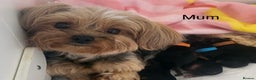 Yorkshire Terrier dogs for sale: Gorgeous little Yorkshire Terrier puppy  - Advert 8