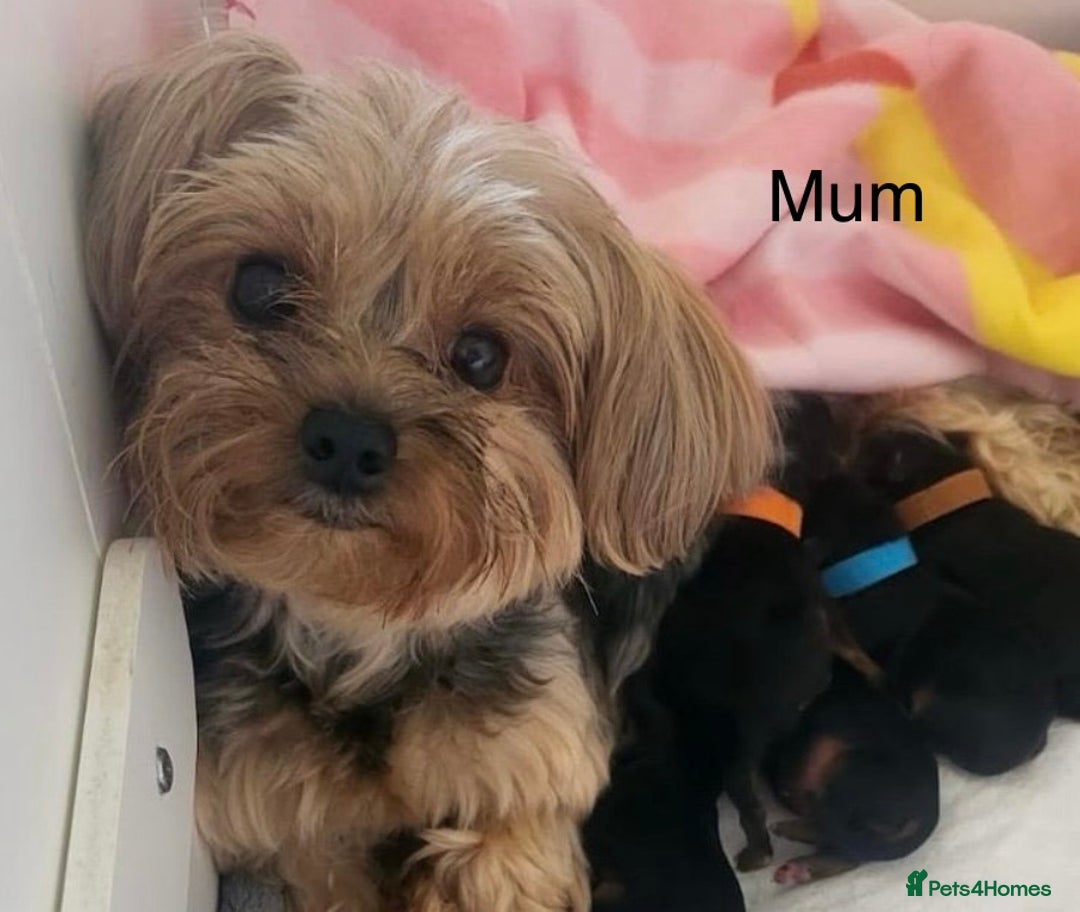 Yorkshire Terrier dogs for sale: Gorgeous little Yorkshire Terrier puppy  - Advert 8