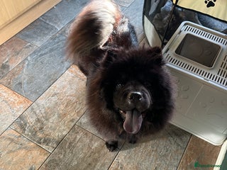 Chow Chow dogs for sale - Advert 1