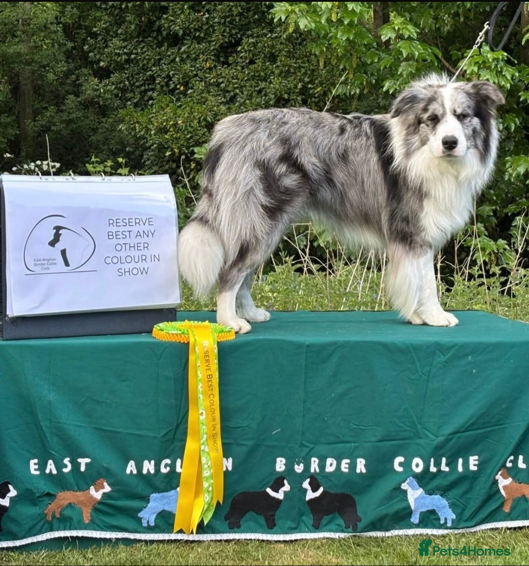 Border Collie dogs for sale: Exceptional KC reg Border collie puppies - Image 7