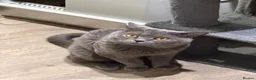 British Shorthair cats for sale: Pure breed BSH 7yo very enthusiastic personality in London - Advert 2