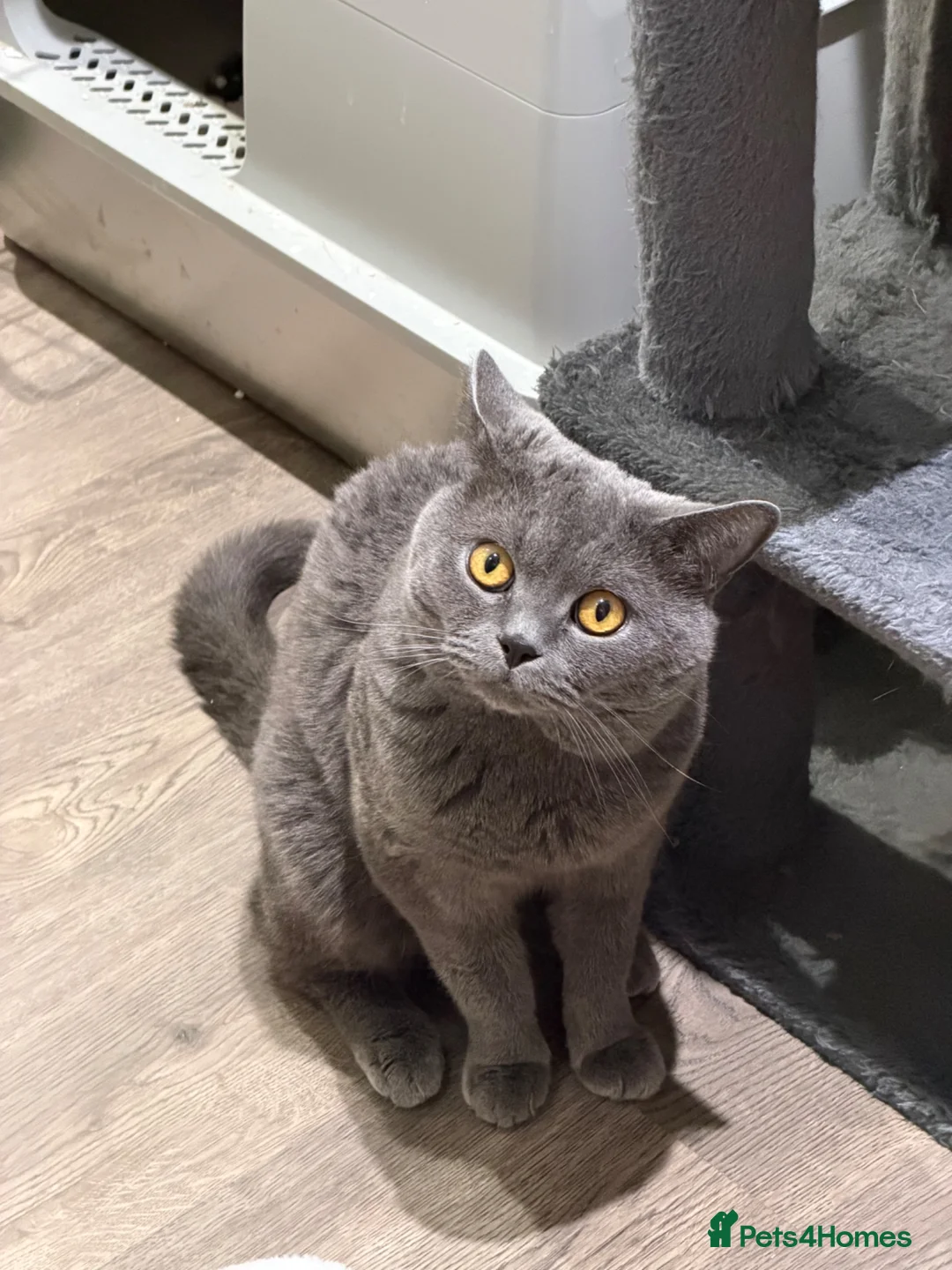 British Shorthair cats for sale: Pure breed BSH 7yo very enthusiastic personality in London - Advert 2