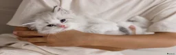 Ragdoll cats for sale: Best Ragdoll kittens - Advert 25