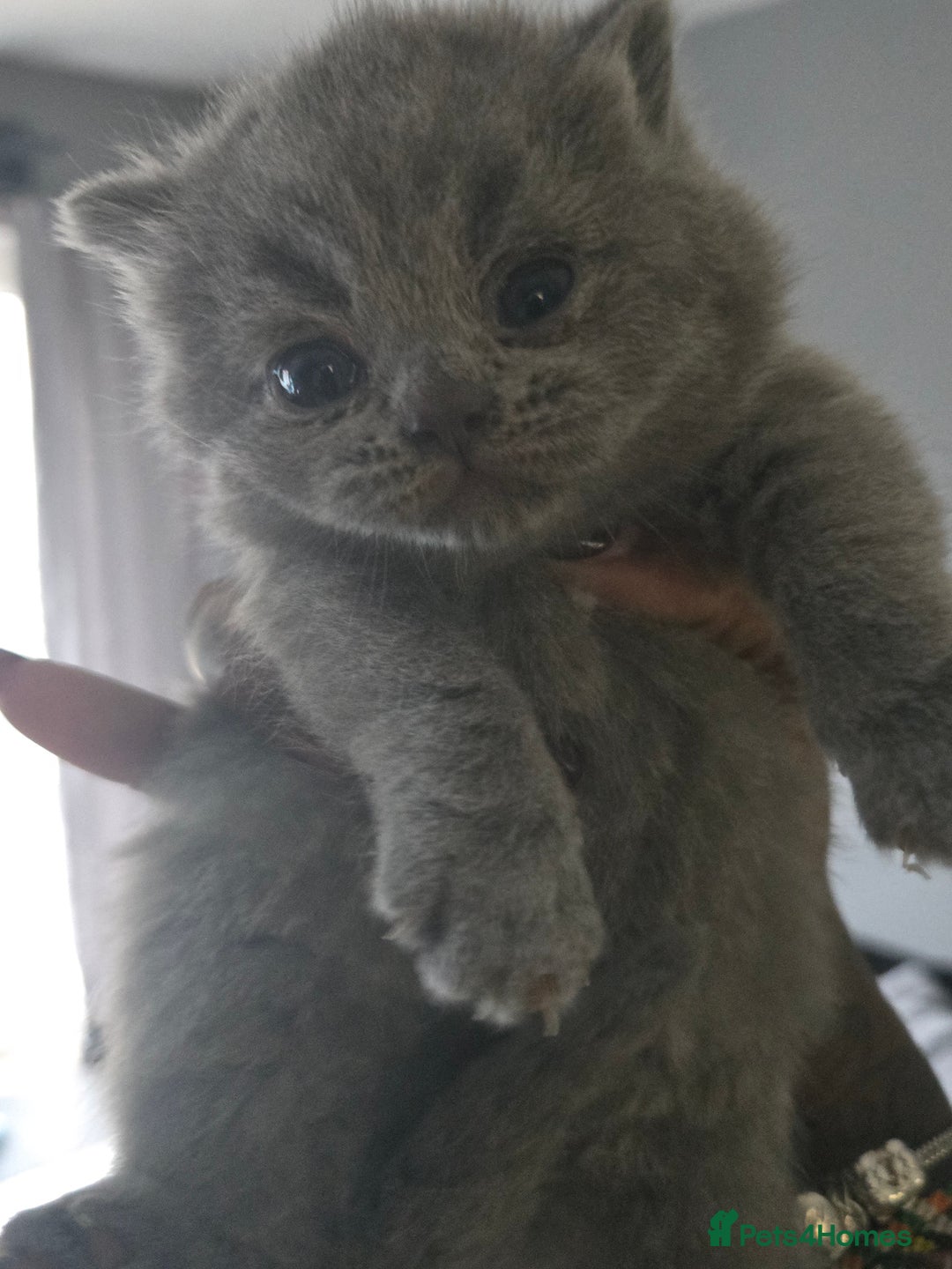 British Shorthair cats for sale: THREE BRITISH SHORTHAIR KITTENS FOR SALE - Advert 10