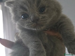 British Shorthair cats THREE BRITISH SHORTHAIR KITTENS FOR SALE - Advert 18