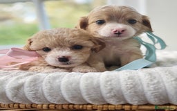 Cavapoochon dogs for sale: Cavapoochon puppies - Image 1