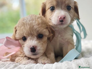 Cavapoochon dogs - Advert 2