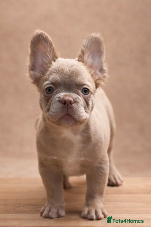 French Bulldog dogs Kc fluffy French bulldogs ( READY NOW ) - Advert 6