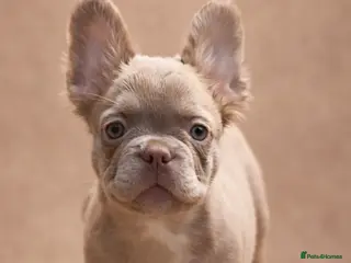 French Bulldog dogs Kc fluffy French bulldogs ( READY NOW ) - Advert 6