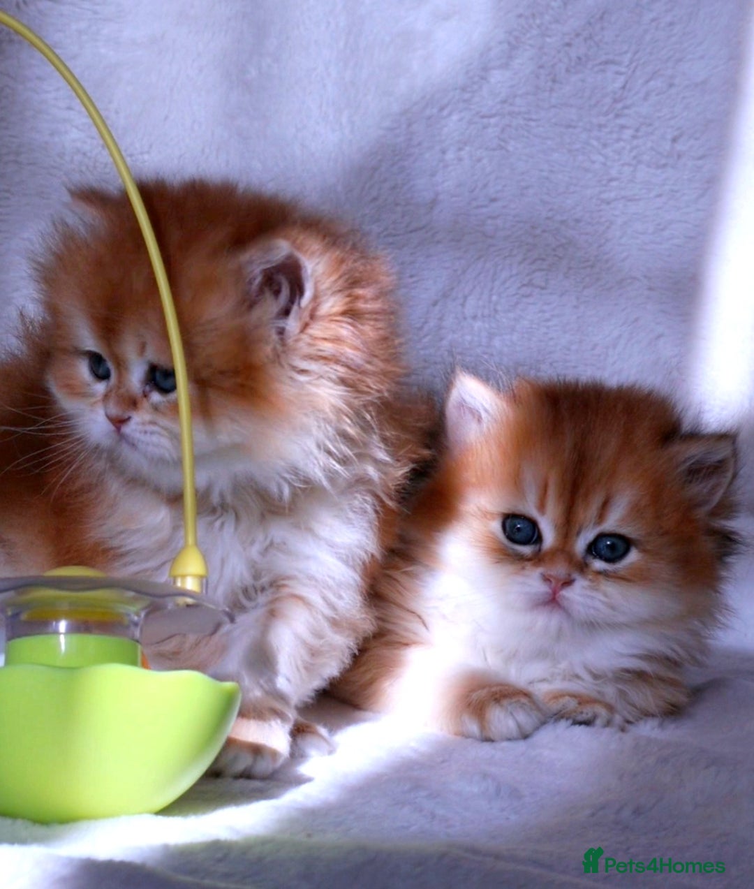 British Longhair cats for sale: ✨Golden British Longhair - Exclusive Kittens✨*🧿 - Advert 8