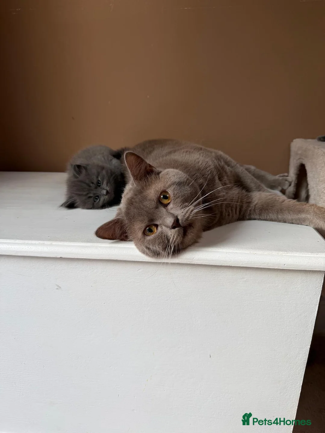 British Shorthair cats for sale: British shorthair mix  - Advert 9