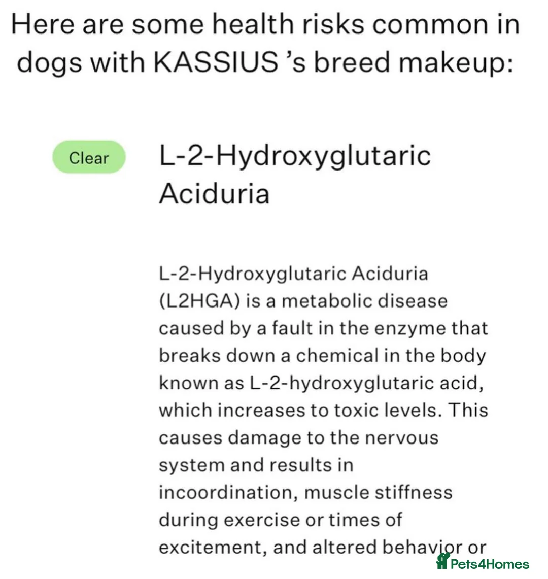 Staffordshire Bull Terrier dogs for stud: *ULTIMATE STUD PACKAGE DEAL* KASSIUS BEST UK BLACK in Manchester - Advert 11