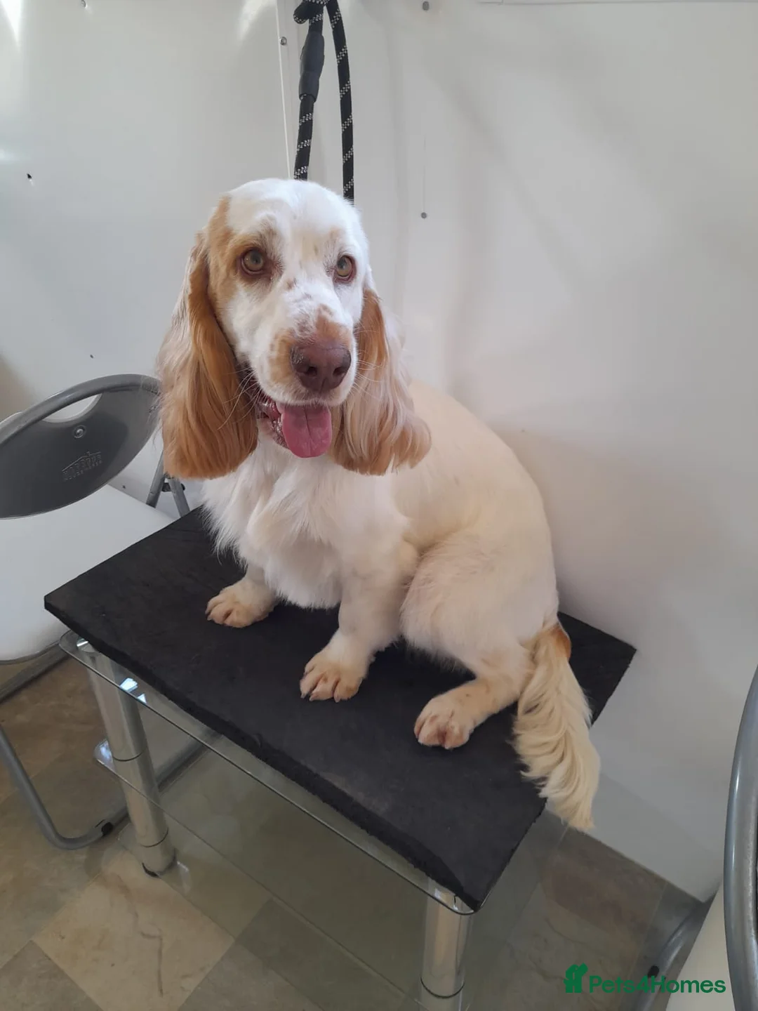 Cocker Spaniel dogs for stud: Kennel Club Registered Show Line Cocker Spaniel  in Warwick - Advert 3