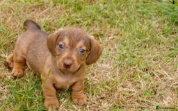 Miniature Dachshund dogs for sale: Miniature Wire Haired Dachshund Puppies - Image 2