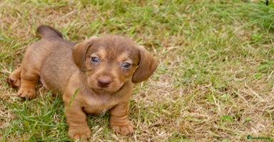 Miniature Dachshund dogs - Advert 10
