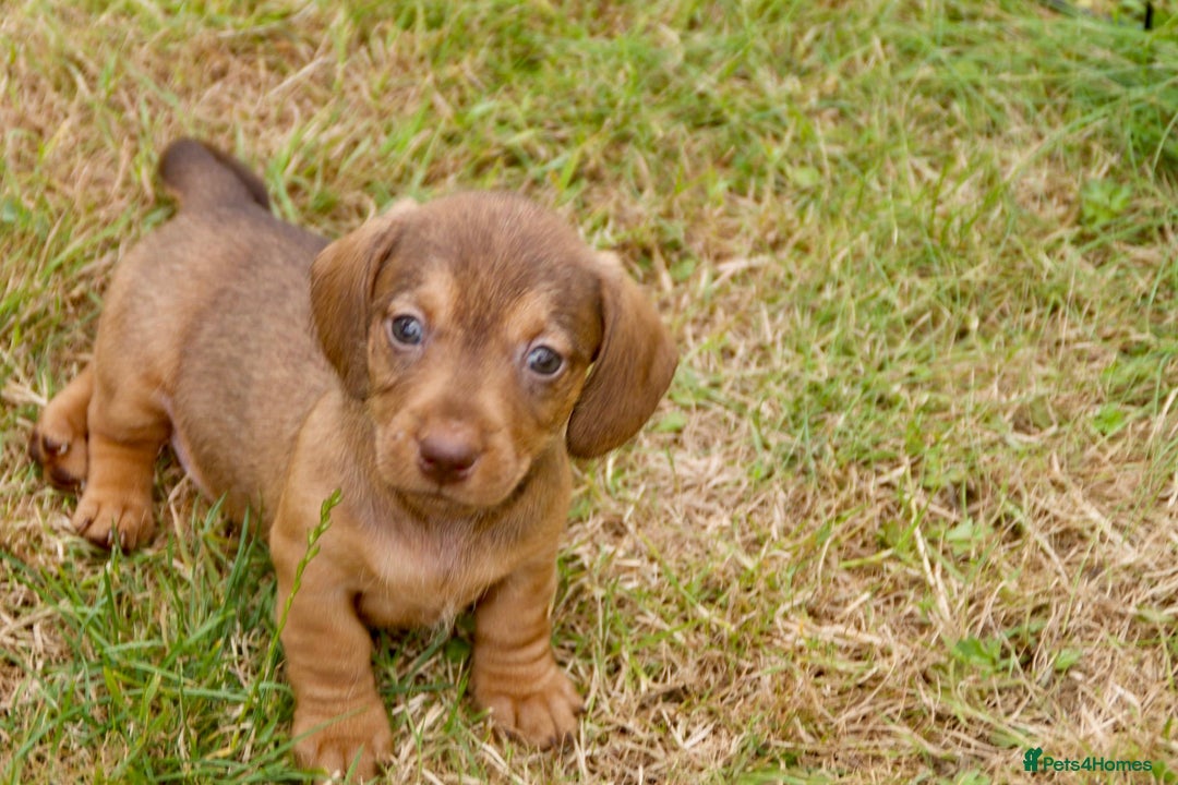 Miniature Dachshund dogs for sale: Miniature Wire Haired Dachshund Puppies - Image 2