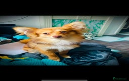 Pomchi dogs for sale: Ready to go 16/07/25  OPEN TO OFFERS - Image 9