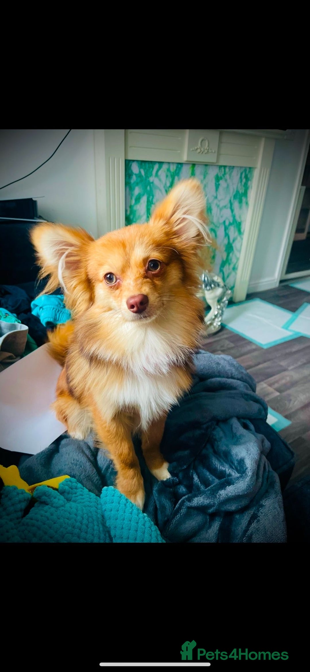 Pomchi dogs for sale: Ready to go 16/07/25  OPEN TO OFFERS - Image 9