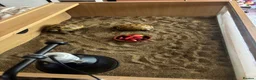 Tortoise reptiles for sale: Horsefield Tortoises Breeding Pair - Advert 9