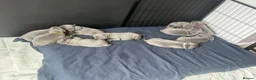 Staffordshire Bull Terrier dogs for sale: KC reg Blue Staff Puppies  - Advert 14
