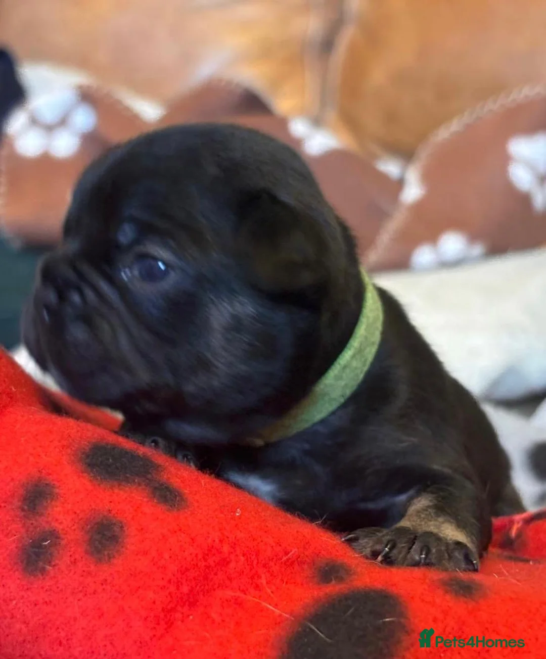 French Bulldog dogs for sale: 🐾 Adorable French Bulldog Puppies 🐾 - Advert 14