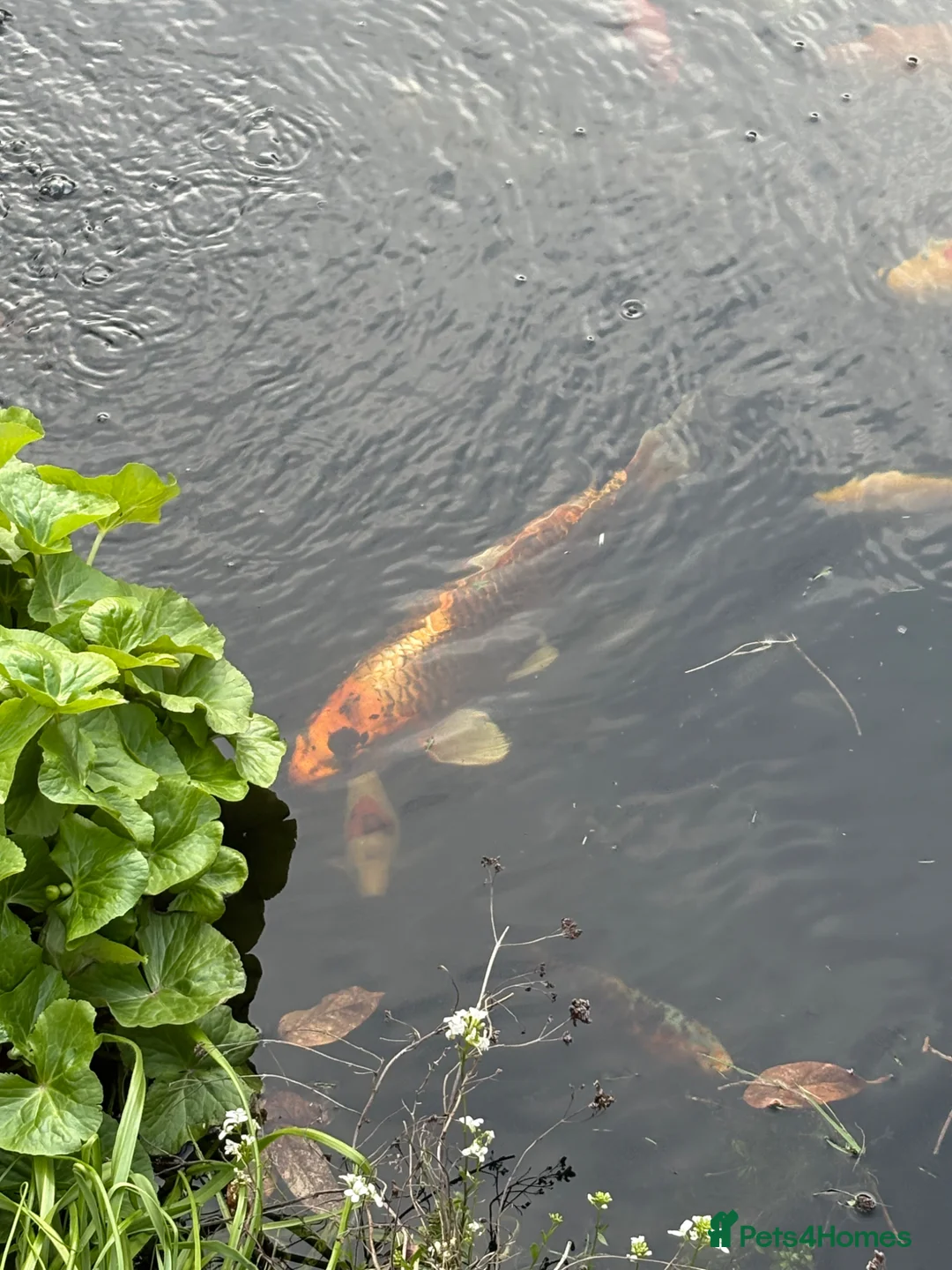 Koi Carp fish for sale: Koi and other fish for sale 30 in total in Northallerton - Advert 1