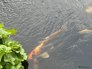 Koi Carp fish Koi and other fish for sale 30 in total - Advert 1