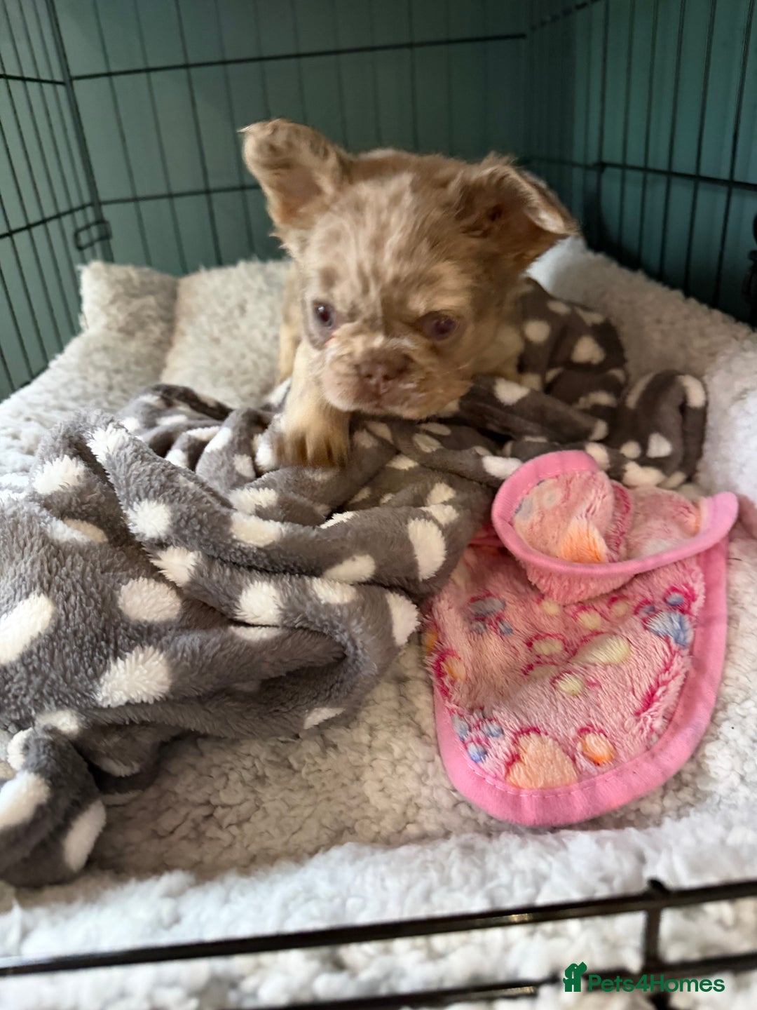 French Bulldog dogs for sale: Visual Full fluffy French Bulldog Puppy - Advert 7