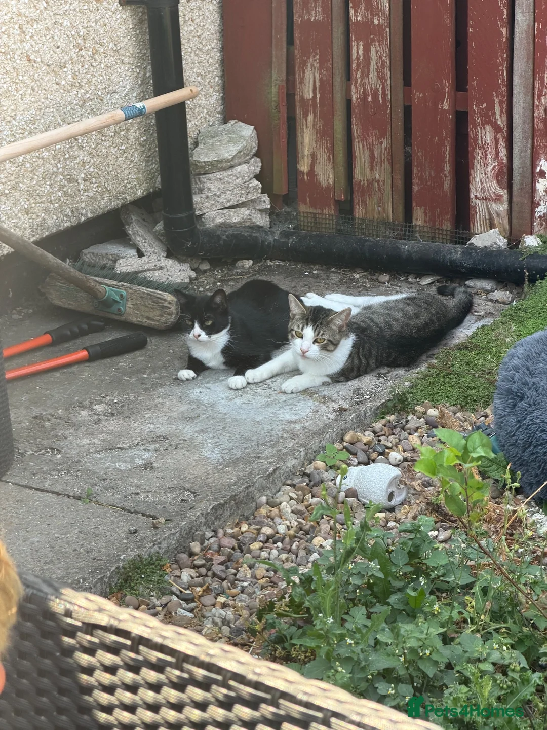 Mixed Breed cats for sale: *£0* 2 cats. Brother and sister  - Advert 1