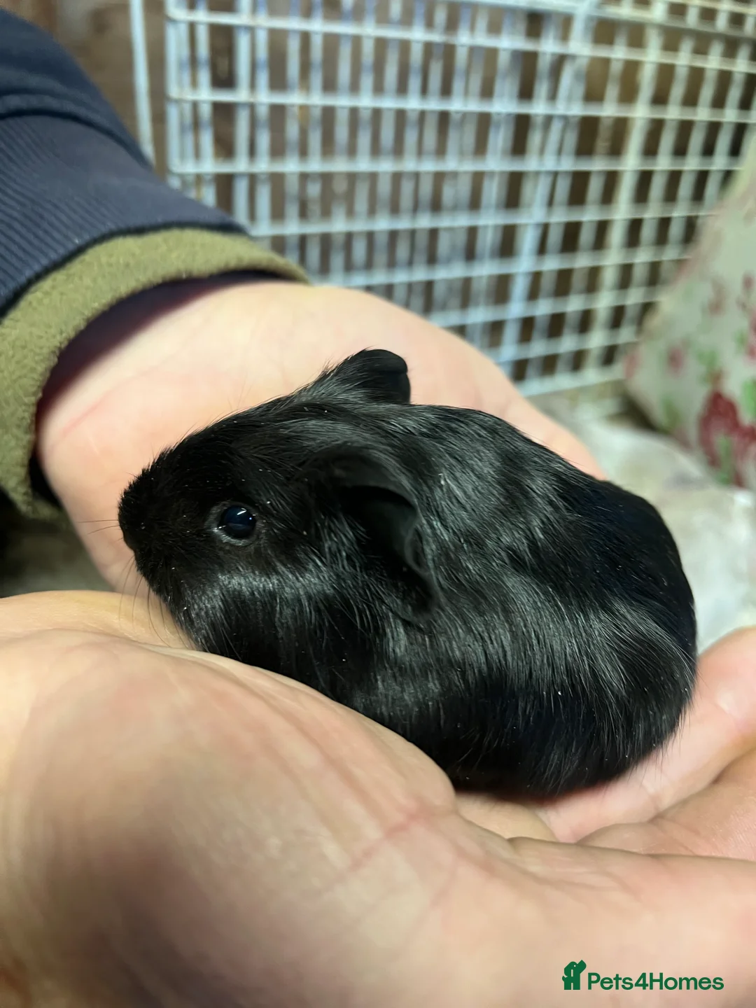 Guinea Pig rodents for sale: Baby guinea pigs for sale  - Advert 3