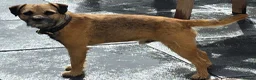 Border Terrier dogs for sale: One outstanding male pup remaining. Ready Now. - Advert 4