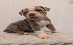 Old Tyme Bulldog dogs for sale: Kyro & Lyla Litter Old Tyme Old English Bullgdog - Image 26