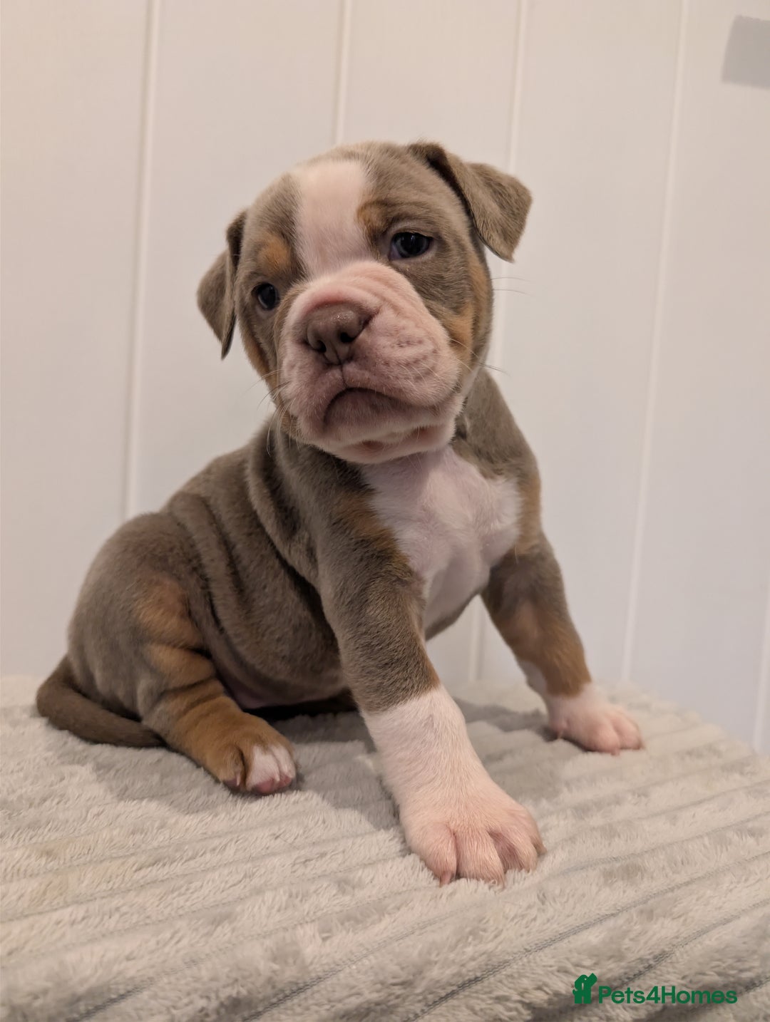 Old Tyme Bulldog dogs for sale: Kyro & Lyla Litter Old Tyme Old English Bullgdog - Image 26