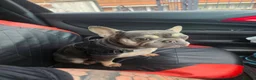 French Bulldog dogs for sale: French bulldog pups in Port Talbot - Advert 12